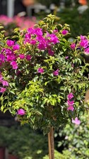 Pianta di Bougainvillea