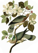 Piccione coda a fascia J. Audubon piastrelle murale cucina parete backsplash marmo ceramica