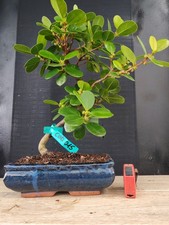 bonsai   ficus panda h 49 cm