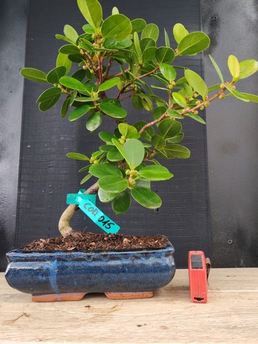 Bonsai ficus panda - bonsai,