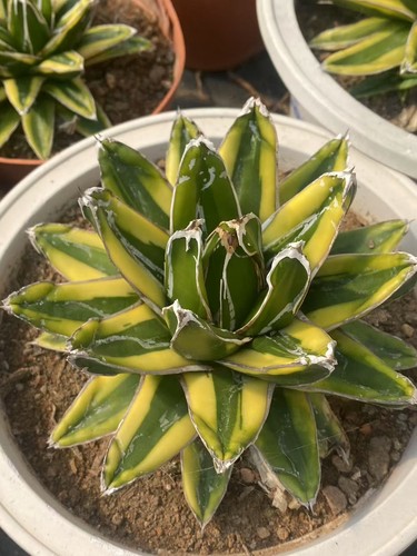 Kizan agave reginae - agave,