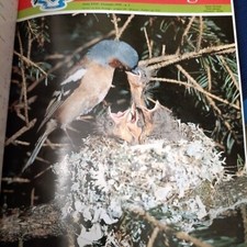 Italia ornitologica anno 1991