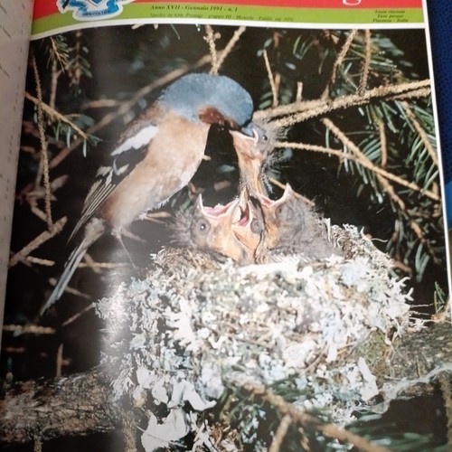 Italia ornitologica anno - , 1991