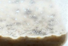 Starter Bananaworms , banana worms  Panagrellus nepenthica ,cibo vivo per pesci 