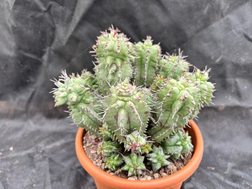 Euphorbia horrida monster - horrida,