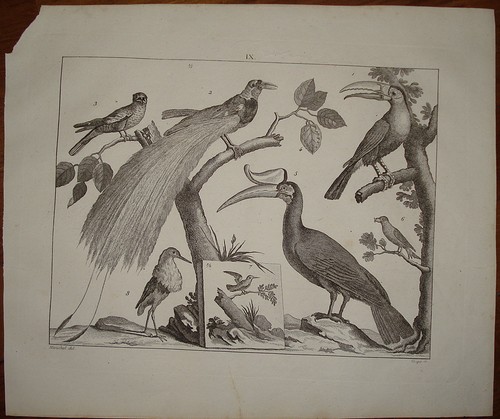 Stampa antica old print - , 1810