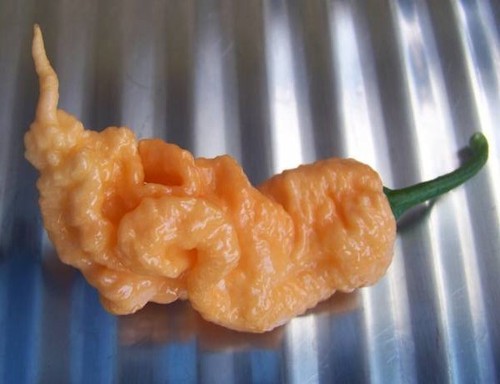 Semi peperoncino jay s - 20,