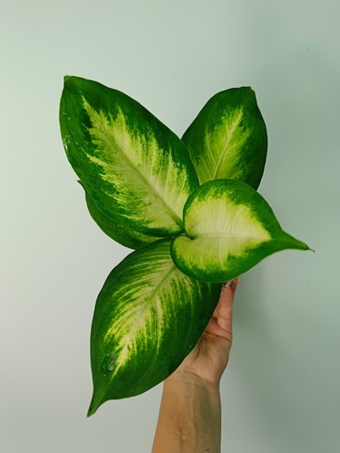 Dieffenbachia camilla - dieffenbachia,