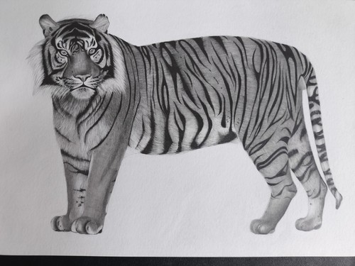 Disegno originale tigre - disegno,