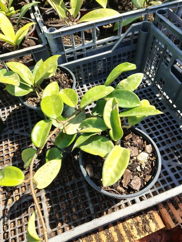 Hoya carnosa con - hoya,