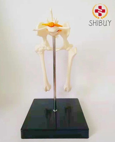 Osteoporosi cane anca modello