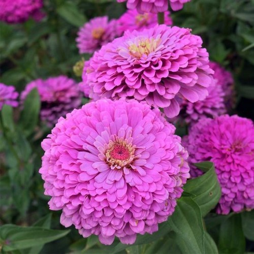 Zinnia elegant gigante dai - elegant,