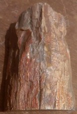 Arto legno pietrificato 1 - arto, in