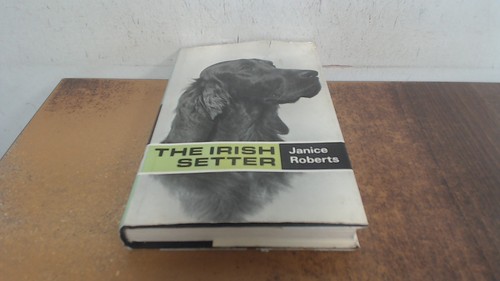 The irish setter popular - the,