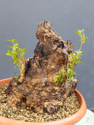 Bonsai olivastro 30x30cm - bonsai, in