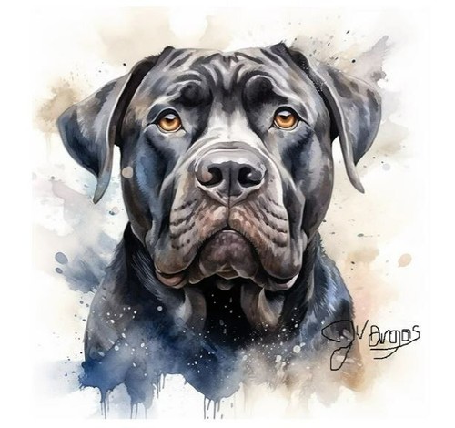 Watercolor cane corso painting - watercolor,