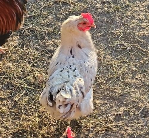 Uova marans pure 100 - uova,