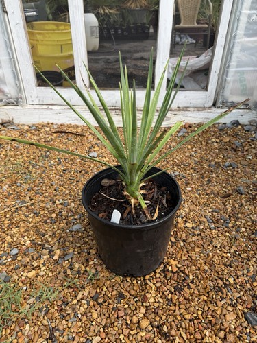 Yucca aloifolia magenta - yucca,