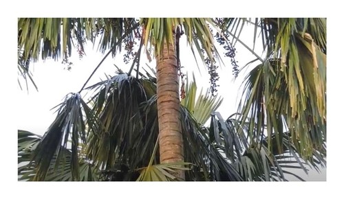 10x saribus rotundifolius - 10x,