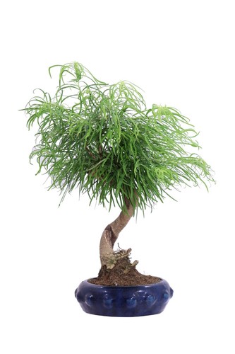 Bonsai pseudolarix amabilis - pseudolarix,