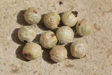 PALMA DELLA FORTUNA -