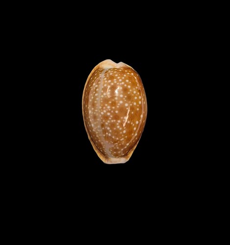 Conchiglia shell cypraea - conchiglia,