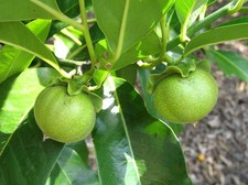Vernon White Sapote Tropical