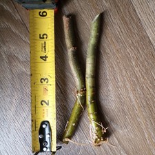 2 BONSAI CUTTING STARTS