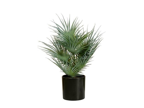 Pezzi europalms palma - 2,