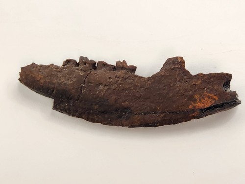 Opossum jaw fossil con - opossum,