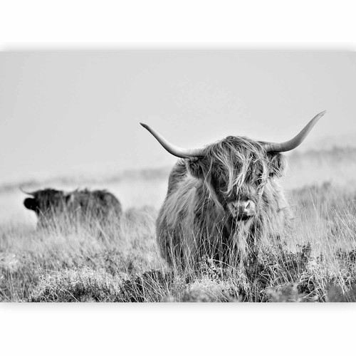 Mucche animali grigio naturale - animali,