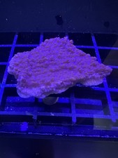 Live Coral Montipora Purple