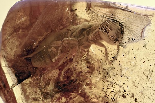 Termite isoptera biting - termite,