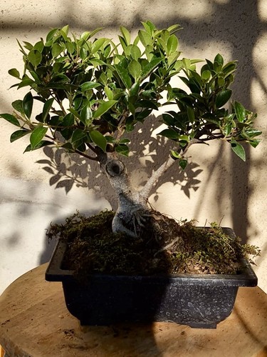Bonsai ficus benjamin 10 - bonsai,