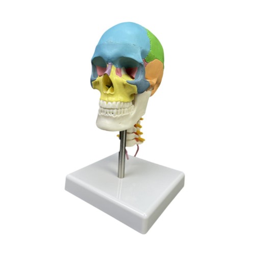 Modello del cranio con - cranio,