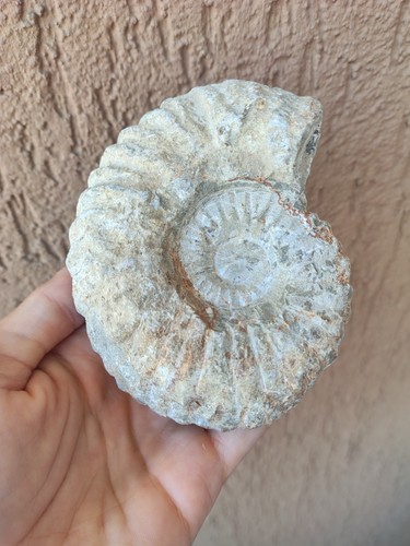 Fossili grande ammonite - *,
