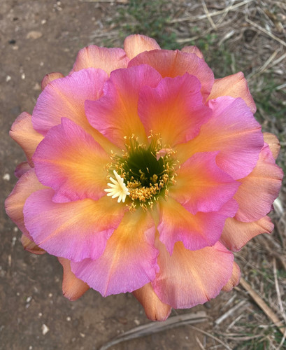 Cereus haway cactus - 'haway',