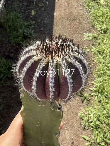 Raresucculente uebelmannia - raresucculente,