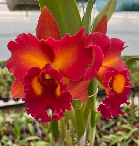 Thailandia profumo orchidea - thailandia,