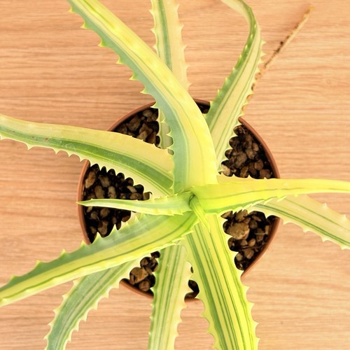 Aloe arborescens variegata - f.,