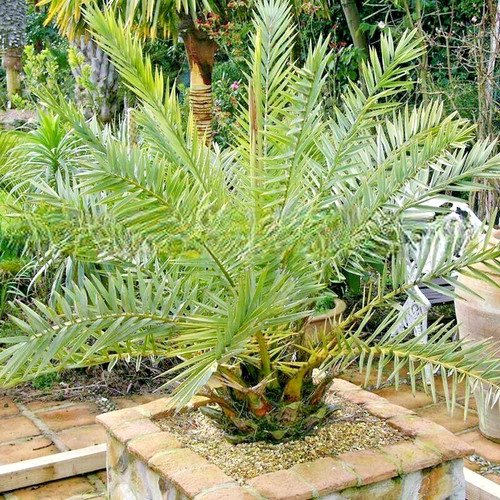 Phoenix theophrasti palma - theophrasti,, da