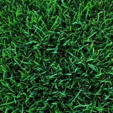 Semi Prato Inglese SUPREME ICL Professionale per giardinieri Verde Brillante 1KG