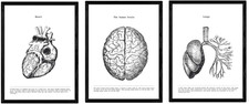 Set poster anatomia in - set,