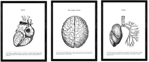 Set poster anatomia in - 3,