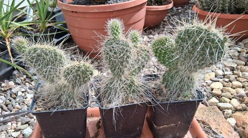 Opuntia trichophora bandelier - trichophora,