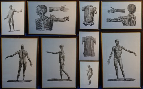 Medicina tavole anatomiche - tavole, anatomiche-