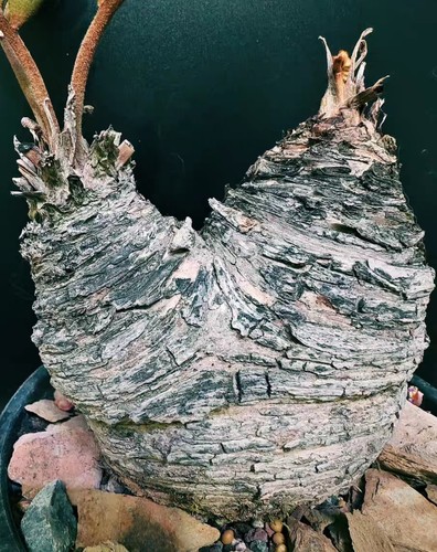 Rara zamia furfuracea cm - rara,