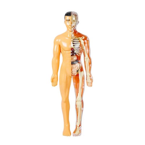 Modello corpo umano - modello, 3d