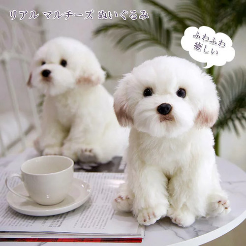 Simulazione cane maltese