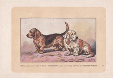 Stampa cane 1896 basset - stampa,